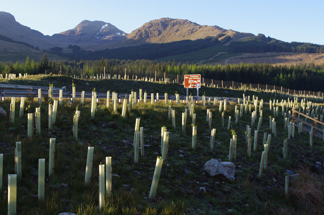 Tree planting, Crianlarich bypass