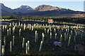 NN3825 : Tree planting, Crianlarich bypass by Ian Taylor