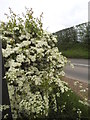 TQ6248 : Hawthorn bush by Three Elm Lane by David Howard