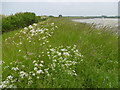 TQ8368 : View from the Saxon Shore Way at Motney Hill by Marathon