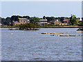 SZ0288 : Brownsea Island Nature Reserve, The Lagoon by David Dixon