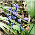 SJ9493 : Bluebells at Pole Bank by Gerald England