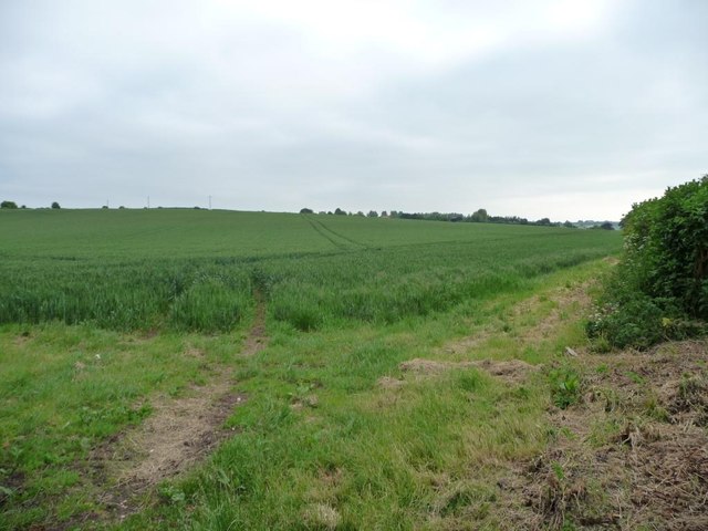 Corner of a cereal field, south of Crawley