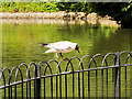 SD7009 : Black-headed Gull Black-headed Gull (Chroicocephalus ridibundus) at Queen's park Lake by David Dixon