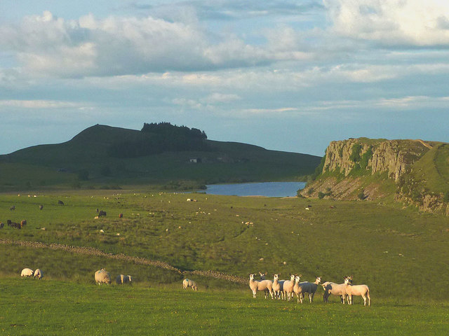 Sheep on Steel Rigg