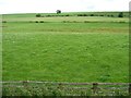 NY7217 : Pasture field with vestigial hedge, north-east of New Hall by Christine Johnstone