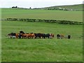 NY7217 : Cattle at feeders, north of New Hall by Christine Johnstone