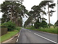 TL8882 : A1088 Thetford Road,Thetford by Geographer