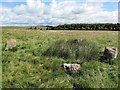 NT7516 : Five Stanes Stone Circle by Andrew Curtis