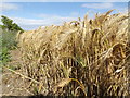 TM3876 : Barley Crop off the B1117 Walpole Road by Geographer