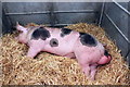 SJ7177 : Sleepy Pig at the Royal Cheshire Show by Jeff Buck