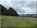 SJ8343 : Path along side of Rowley Wood by Jonathan Hutchins