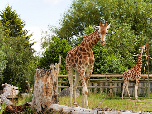 The Giraffe Paddock at Chester Zoo