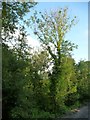 SO0288 : Ash tree with dieback, Llandinam by Christine Johnstone