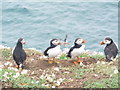 SM7308 : Puffins on Skomer by Leanne Roden