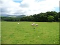 NY6921 : Sheep pasture north-west of Stank Wood by Christine Johnstone