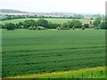 SU6433 : Wheatfield, north of North Street by Christine Johnstone