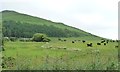 SH6001 : Welsh Black cattle grazing at Fach goch by Christine Johnstone