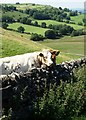 SK1056 : Cattle by a wall on Wetton Hill by Neil Theasby