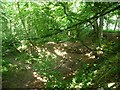 SE3742 : Dappled light, Hetchell Wood in summer by Christine Johnstone