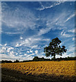 SK4968 : Harvest time at Scarcliffe by Andy Stephenson