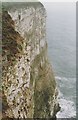 TA1974 : Bempton Cliffs by Richard Sutcliffe