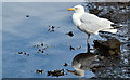 J3674 : Herring gull, Connswater, Belfast (July 2016) by Albert Bridge