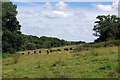 TQ6090 : Grazing on Little Warley Common by Glyn Baker