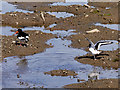 NX0661 : Oystercatchers, Stranraer Harbour by David Dixon