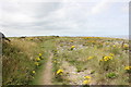 SH7779 : The Wales Coast Path at Conwy Morfa by Jeff Buck