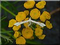 NS3876 : A plume moth by Lairich Rig