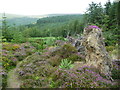 SC2276 : Heather in cleared area, Kerroodhoo Plantation by Christine Johnstone