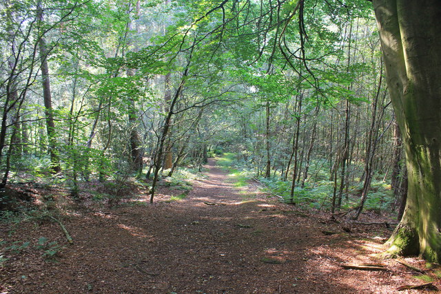 Delamere Forest