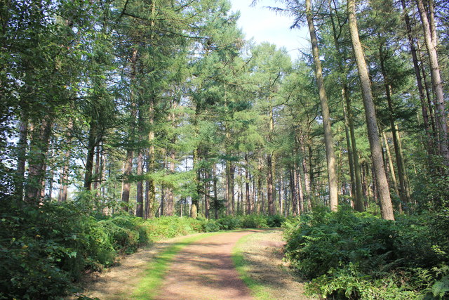 Path through Delamere Forest