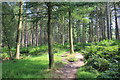 SJ5472 : Delamere Forest by Jeff Buck