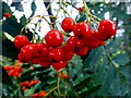 H5270 : Rowan tree berries, Deroran by Kenneth  Allen