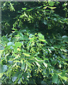 SP3582 : Lime tree coming into flower, Almond Tree Avenue, Hall Green, north Coventry by Robin Stott