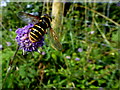 H4271 : Hoverfly Sericomyia silentis on Devil's bit Scabious, Ballygowan (1) by Kenneth  Allen