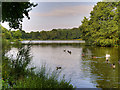 SK4564 : The Miller's Pond, Hardwick Park by David Dixon