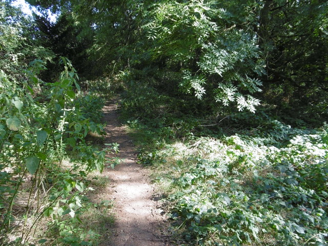 Path in Oak Hill Woods Local Nature Reserve