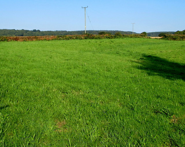 Field on the west bank of Black Brook, Woolaston