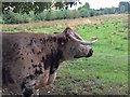 SP5105 : Oxford: English Longhorn on Christ Church Meadow by Jonathan Hutchins