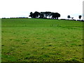 H4170 : Tree Ring on a hill, Cavanacaw by Kenneth  Allen