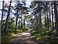 NO4795 : Pinewoods, Glen Tanar by Alan O'Dowd