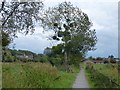 ST4286 : Tree with mistletoe, Magor Marsh by Robin Drayton