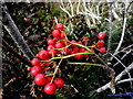 H3466 : Rowan berries, Straduff by Kenneth  Allen