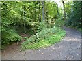 SO6855 : Woodland path on the Brockhampton Estate by Philip Halling