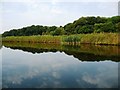 SJ6175 : Bradleymeadow Wood, from the River Weaver by Christine Johnstone