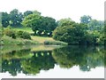 SJ5976 : Trees on the south-west bank of the River Weaver by Christine Johnstone