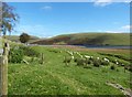 SN8970 : The road through the Elan Valley, Wales by Derek Voller